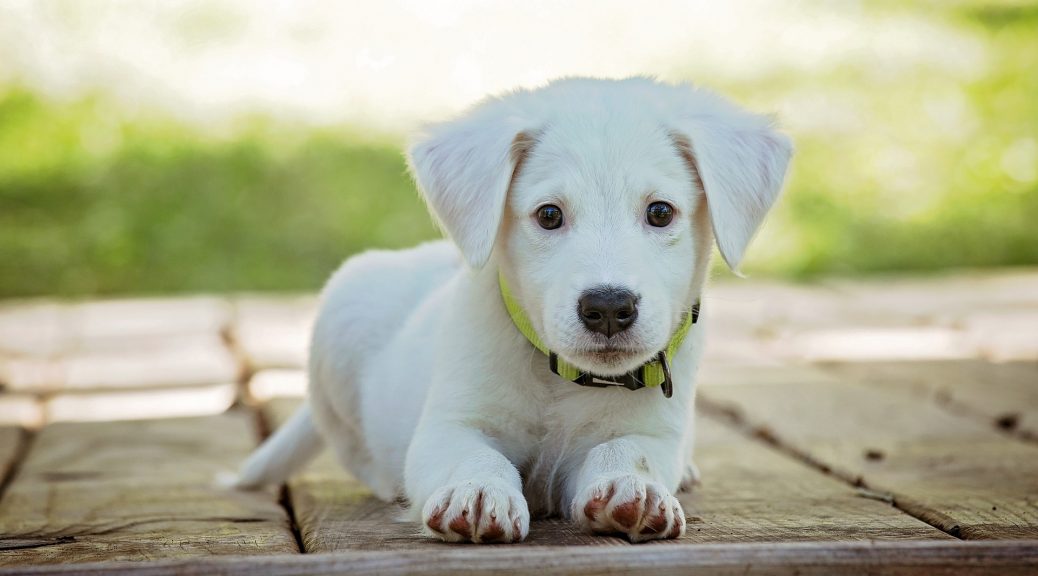 Kosten puppycursus
